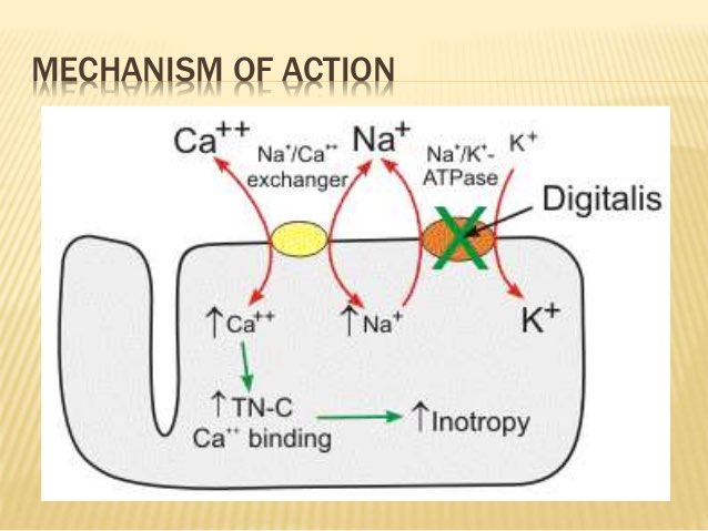 lanoxin mode of action