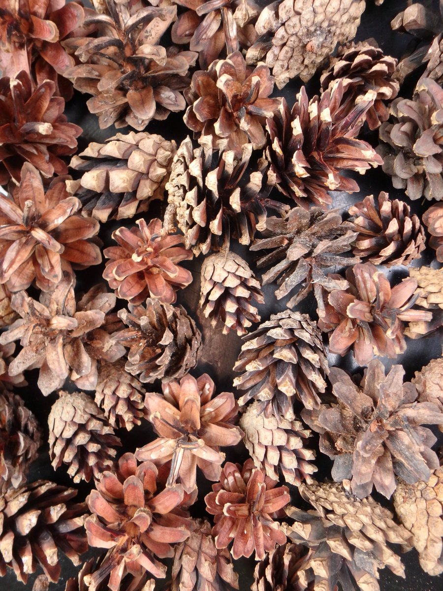 LeopoldLabESF's tweet photo. Time for cones! Larix laricina, Tsuga canadensis, and Pinus sylvestris https://t.co/OL4nzyd4qc