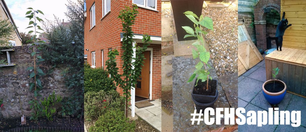 CFH_Docmail's tweet photo. A fab #CFHsapling update - last week 105 trees found new homes, so don't forget to share your pictures with us! https://t.co/AwXDO22ASr