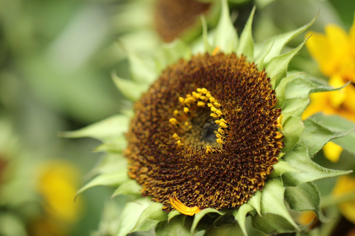 MMArellano's tweet photo. Now it feels like fall in #lasvegas! #flowers #sunflowers https://t.co/tIYpIPXqJD