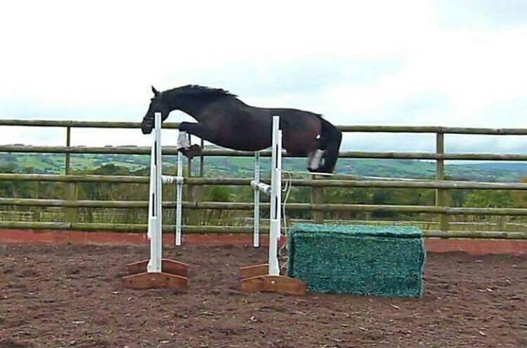 AliceGoring's tweet photo. Have spotted the most AMAZING 3YO ever.....now just need an owner π¬π. Any takers?!! #potentialsuperstar https://t.co/c5Q3SNnoJh