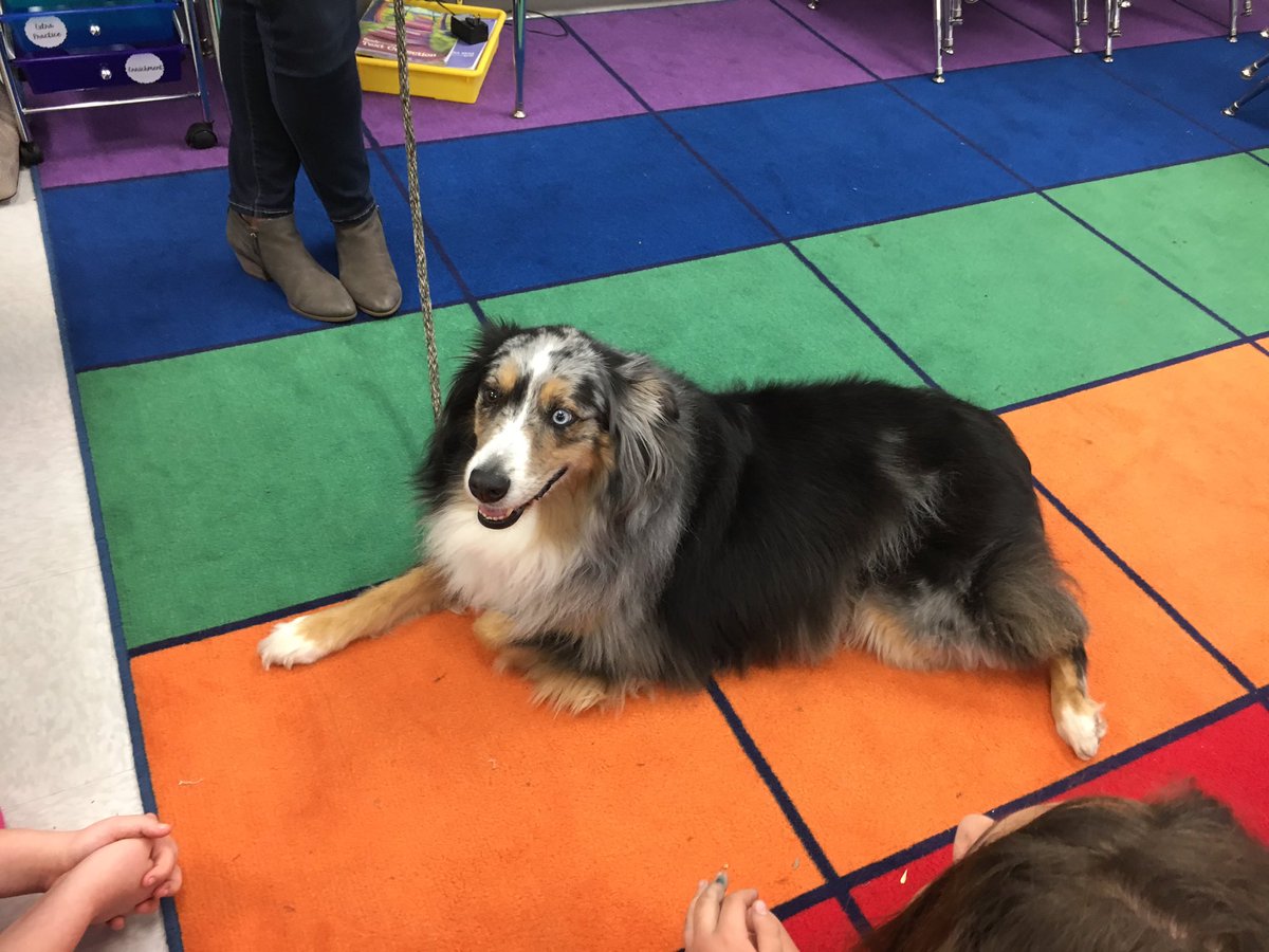Cherpocks3rd's tweet photo. @DenhamOaks Animal Lover's club really enjoyed our visit from Ryder the Scholastic dog! #celebritydog https://t.co/AGnNMx8A93