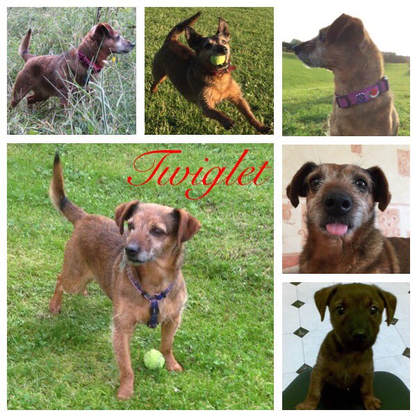 Gina_R_'s tweet photo. My beautiful rescue dogs #AdoptDontShop #RescueDogs https://t.co/xBw5ChKHbq
