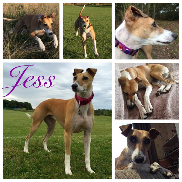 Gina_R_'s tweet photo. My beautiful rescue dogs #AdoptDontShop #RescueDogs https://t.co/xBw5ChKHbq