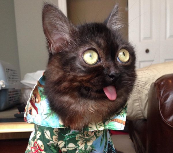 mcavoy as animals (@mcavoyasanimals) on Twitter photo 