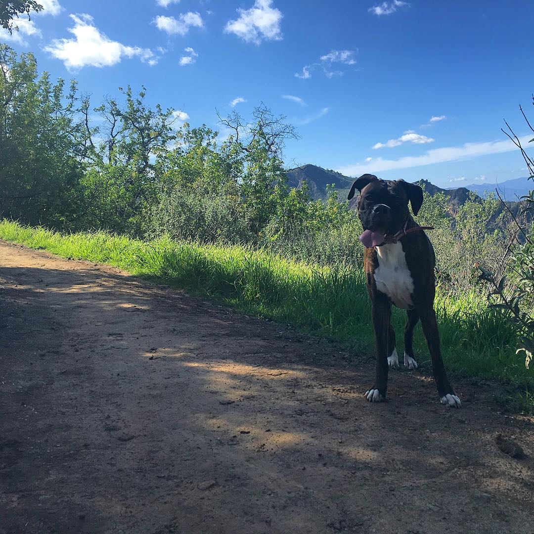 SeeSantaClarita's tweet photo. Look who's happy when you bring him along on the hike #TowsleyCanyon! #HikeSCV #HikeSantaClarita https://t.co/fBj6NS1Iji