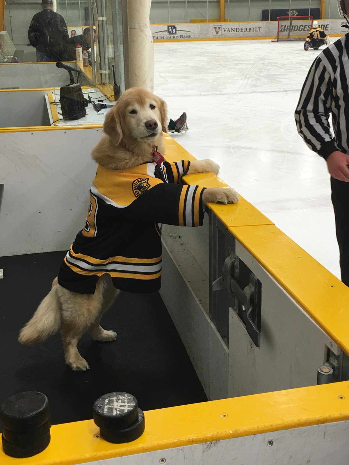 Boston Bruins NHL Dog Jersey