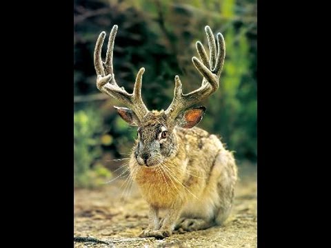かわいいumaジャッカロープについて大紹介 ウサギに鹿の角が生えた未確認生物が可愛いと話題に 生き物ネット