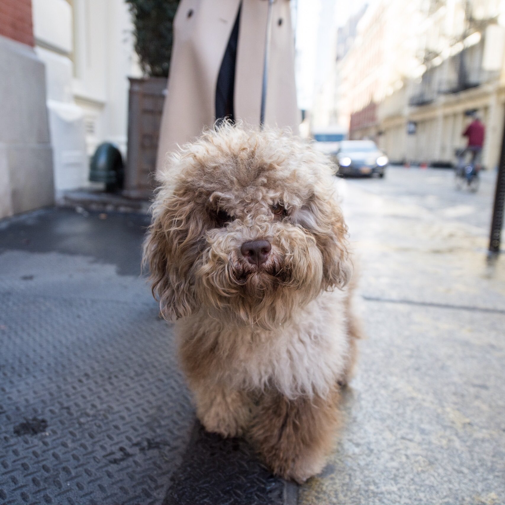 Labradoodle apartment hotsell