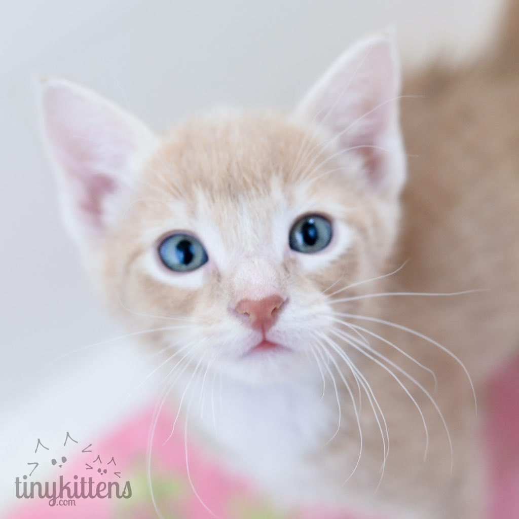 These cuties are looking for their forever home! They are Sparrow, Paloma &amp; Puffin!
Info➺Facebook.com/tinykittens They are <a href="/tinykittensHQ/">TinyKittens HQ</a>