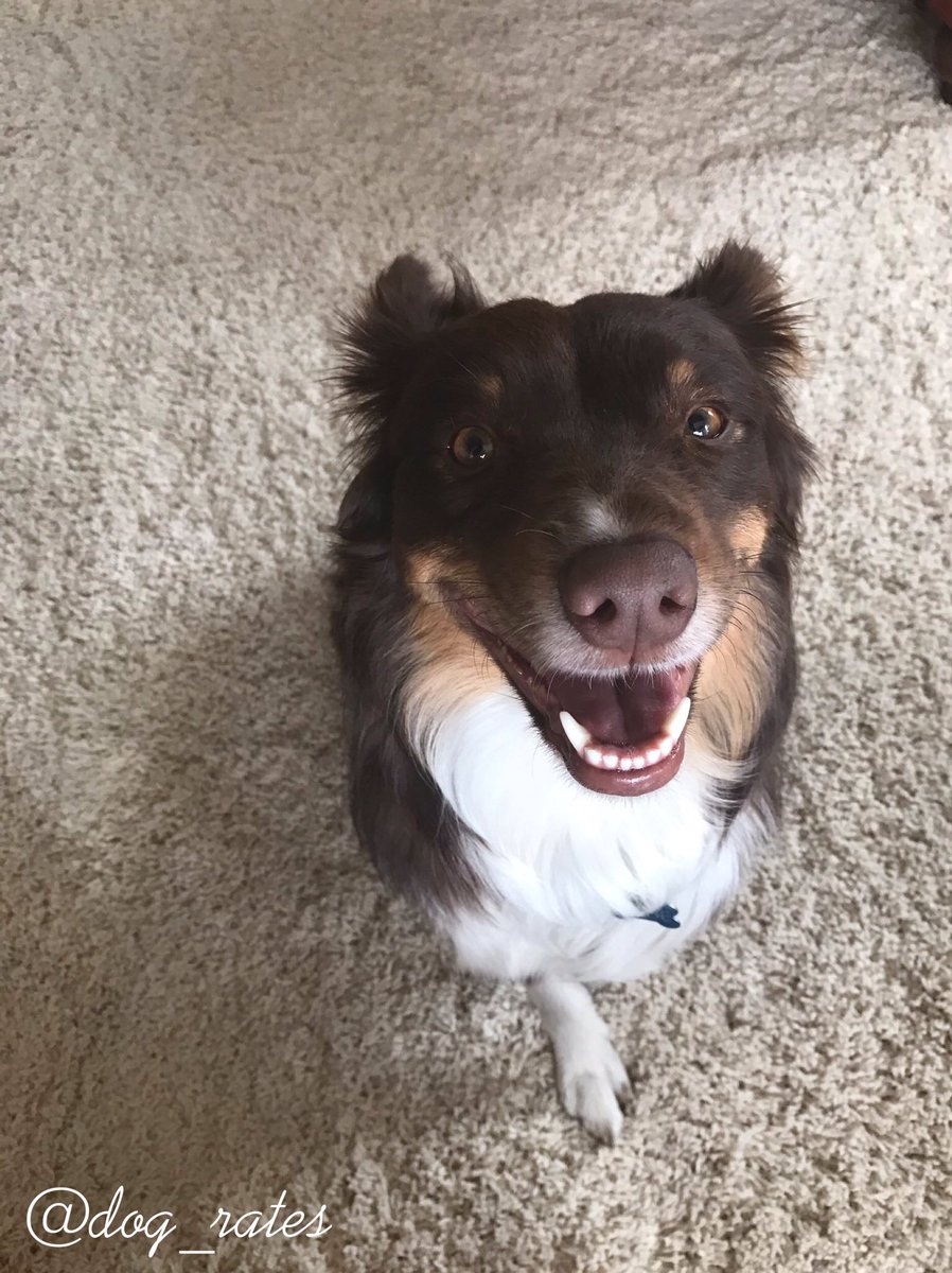 dog_rates's tweet photo. This is Sobe. She's a h*ckin happy doggo. Only one leg tho. Must have good balance. 13/10 would smile back https://t.co/OiH8PaOxB1