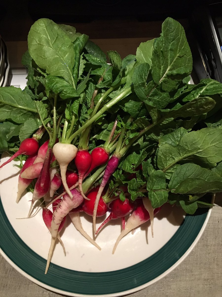 Last radishes of year from <a href="/blumtbiodynamic/">Blue Mt. Biodynamic</a>. Very pretty.