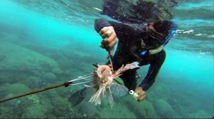 Bienvenido al concurso de fotografía #MesDelArrecife #MonthOfTheReef <a href="/luisdiaz_acuana/">Luis Antonio Díaz B</a> Invita a consumo de #PezLeón #LionFish #ThanksGiving