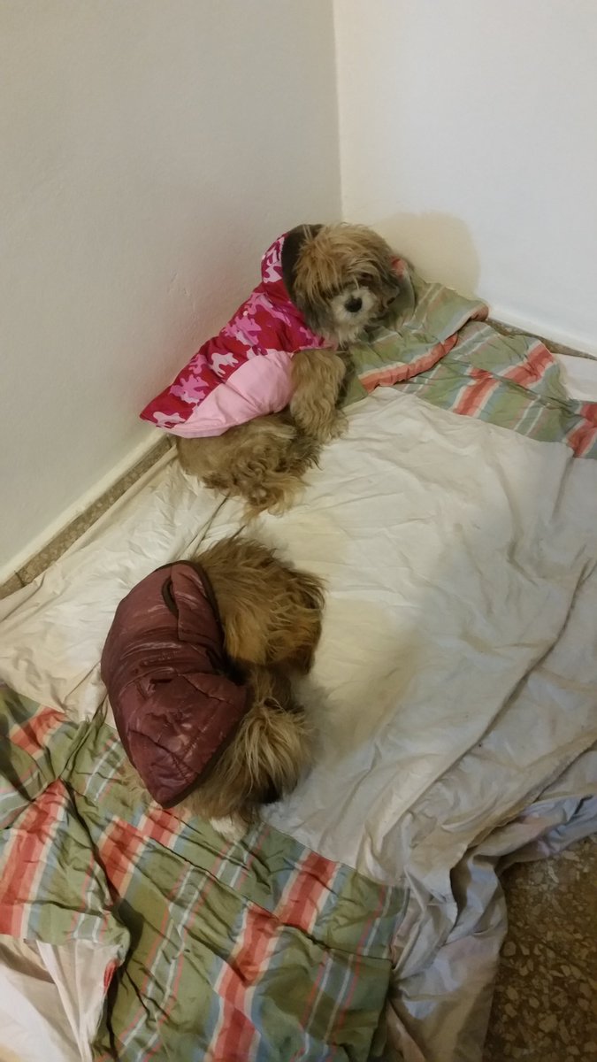 RaysaRosarioAl's tweet photo. Improvisando una cama para las bb ya que las de ella sufrió daños con las inundaciones... #AmorPerruno #MisBb https://t.co/t6AHvTHbDP
