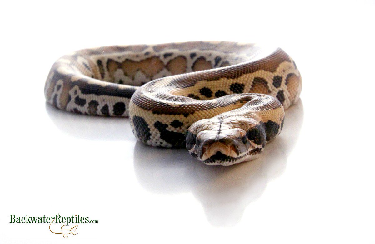 BackwtrReptiles's tweet image. Happy #SnakeSaturday from this #RedBloodPython! Available here: backwaterreptiles.com/pythons/red-bl… #backwaterreptiles