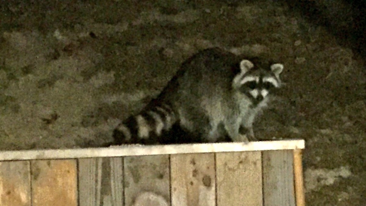 Home on Friday night watching racing and critters eating outside. So far only this big pretty raccoon has came by for a snack.