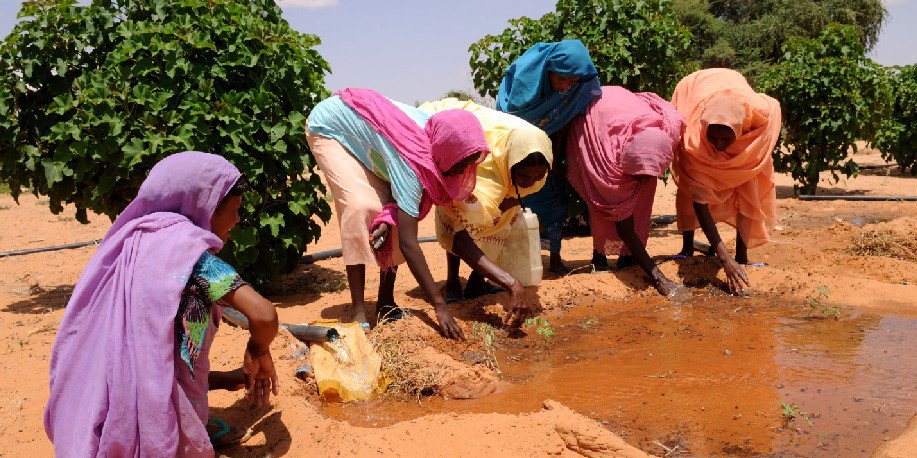 UNDP's tweet photo. In #Sudan, we're helping #women use #SolarEnergy to diversify crops through their #HomeGardens: https://t.co/ojxDry7fvR  #COP22 https://t.co/MzIQoD7mWv