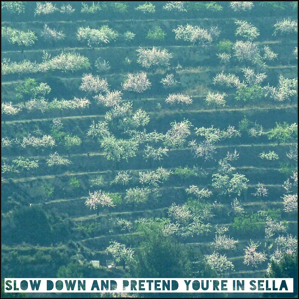 Almond blossom Feb /March