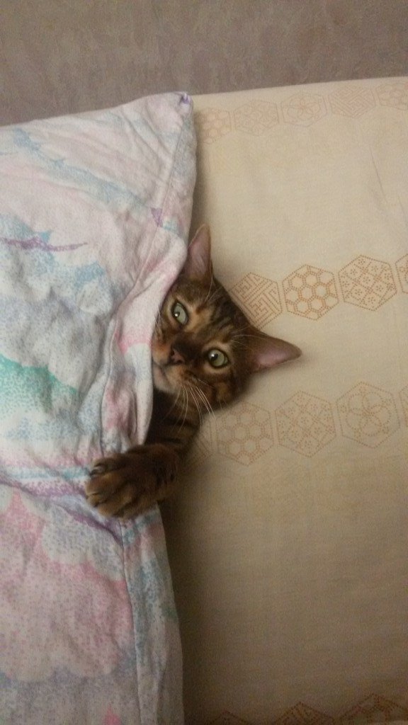 neurocod's tweet image. neurocod.ru/archives/350