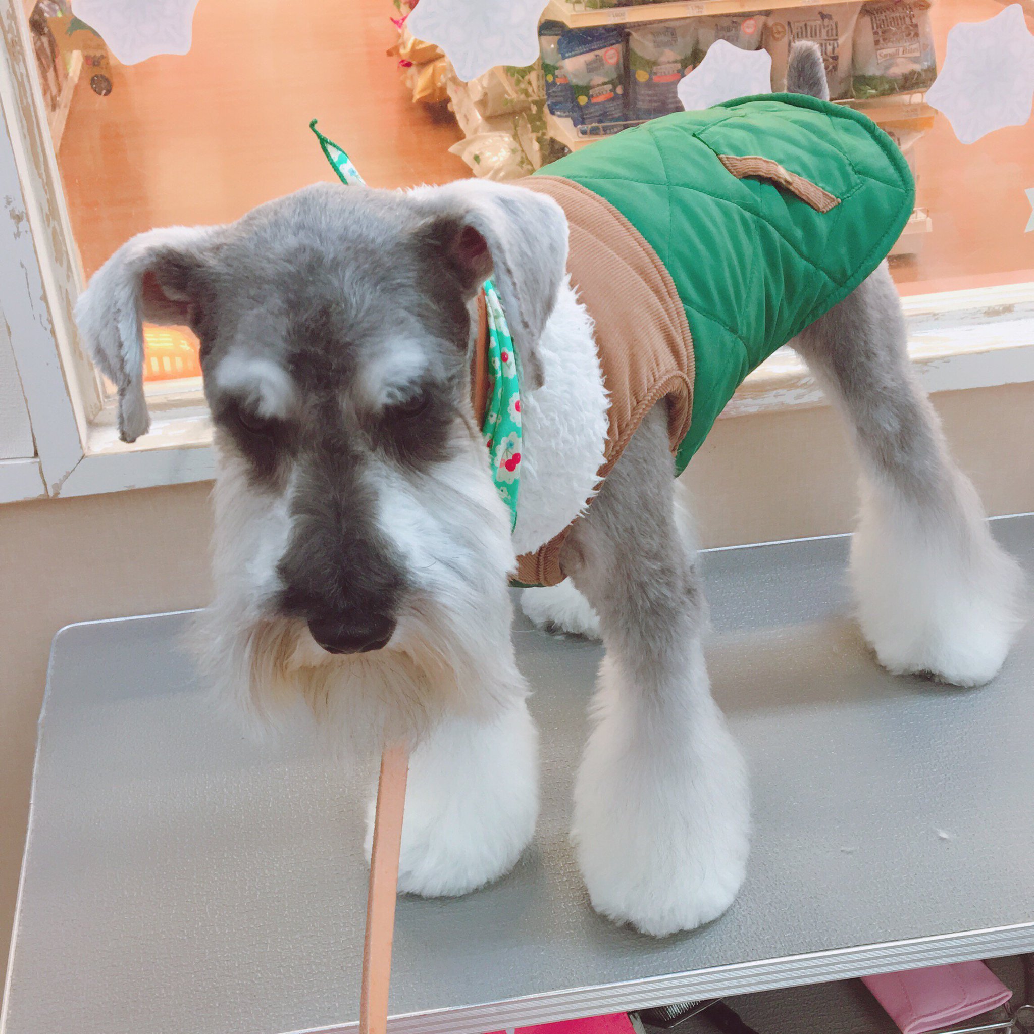 ワイワイペット石巻店 本日トリミングで来店されたミニチュアシュナウザーのキックちゃん かっこよくなって元気に帰っていきました お家でご褒美もらえるかなー Doｇ ミニチュアシュナウザー トリミング 石巻