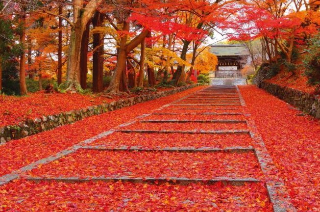 jptrnds's tweet photo. The 3 Reasons Why Kyoto Is Your Must-Visit Destination #Japan #Travel #Guide https://t.co/kg573EWhwQ https://t.co/vix6DfLHeq