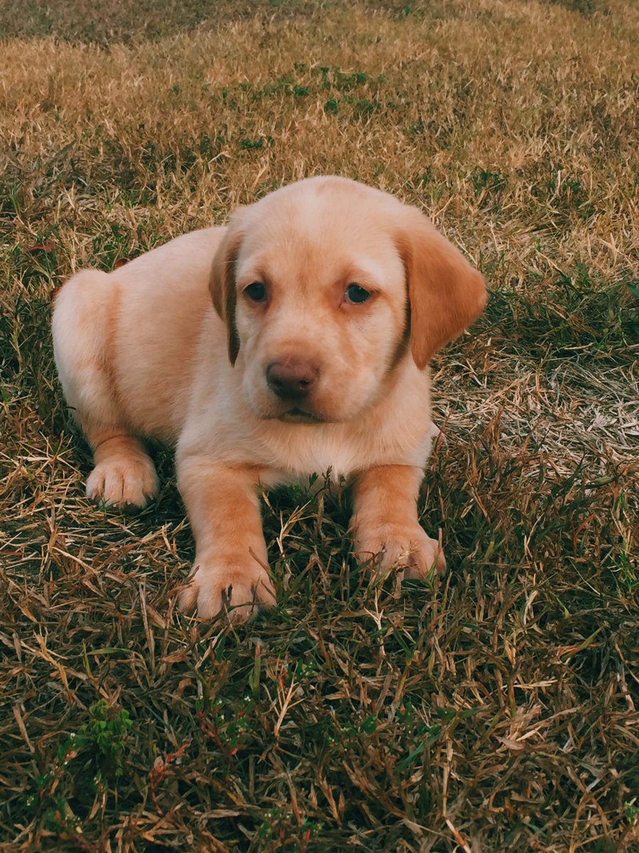 MacKenzieNicol's tweet photo. Update on my life: this is my new puppy Maverick and I'm already obsessed❤️ https://t.co/CyByeb4tin