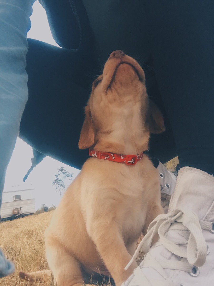 MacKenzieNicol's tweet photo. Update on my life: this is my new puppy Maverick and I'm already obsessed❤️ https://t.co/CyByeb4tin