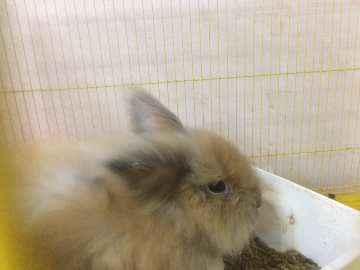sopheakneatth's tweet photo. 🐇 https://t.co/C0pmNMDqAm