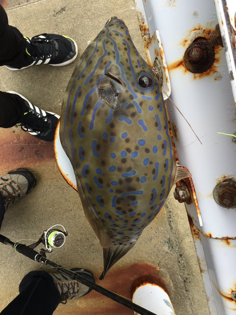 毒魚を誤って食べようとしたところをtwitterに救われる エキサイトニュース