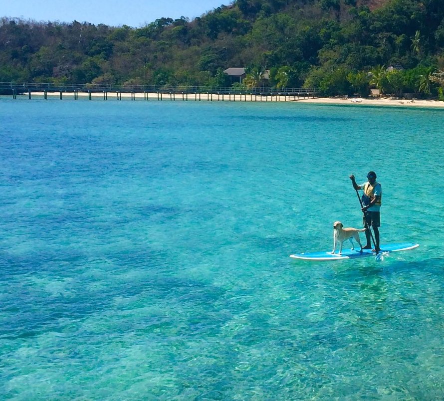 TourismFiji's tweet photo. Man's best friend 🐶  Guests at Likuliku Lagoon Resort are sure to meet a different kind of host - Coco the Resort Dog #FijiNow https://t.co/lyLEDZtlmP