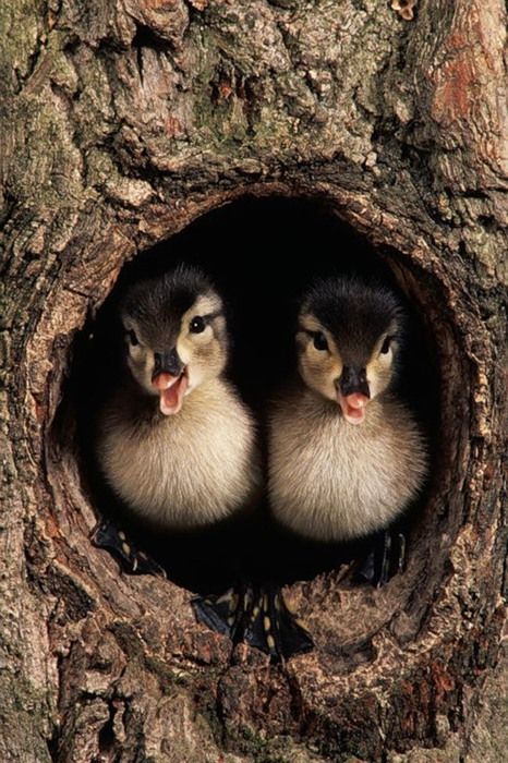 geonet's tweet photo. GeoNet nightshift on duck...ehem...deck...#emergencycute https://t.co/hghGvF35OZ