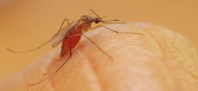 TuMedicoCom's tweet image. Estudio revela que el #virus del #NiloOccidental es mortífero. - goo.gl/ALh3HA