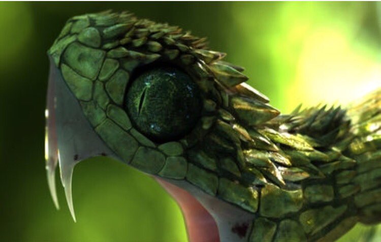 ヘアリーブッシュバイパー Twitter Search