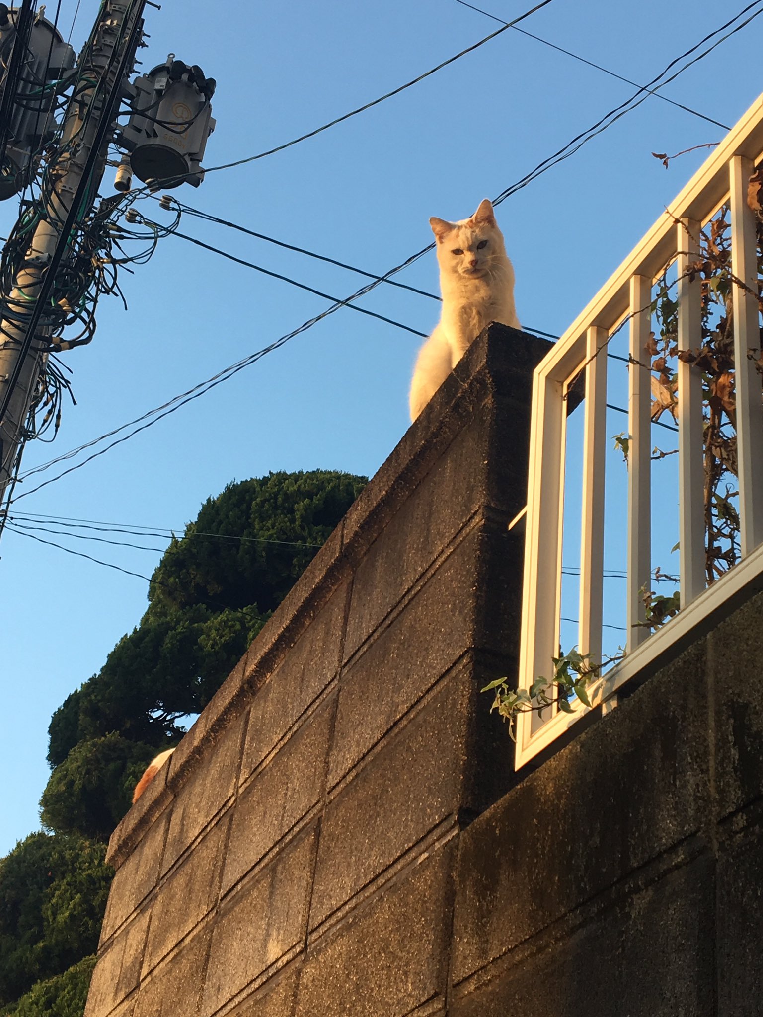 画像 力が 欲しいか みたいな顔の猫いた T Co 410ybcrxyp Matomehub まとめハブ 画像 力が 欲しいか みたいな顔の猫いた T Co 410ybcrxyp Matomehub まとめハブ