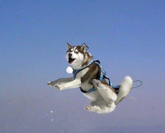 viachu888's tweet photo. #rip in peace hedwig, we will remember you even when my mad awesome flying husky delivers all my mail to me #snitchplease #HUSKYPOTTER https://t.co/FrMlEwcq3C