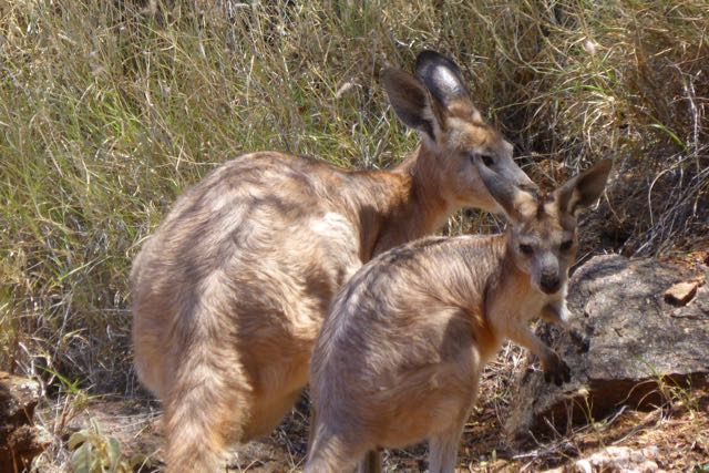 bgosford's tweet image. Euro Macropus robustus. In my backyard, Eastside, Alice Springs most days now. #centralia #macropods #kangaroo #AliceSprings