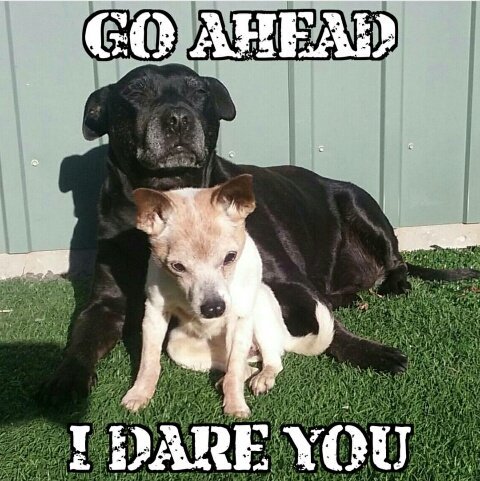 katesfurlove's tweet photo. Go ahead I dare you #scaryshadow #cutedog #aww #sweet https://t.co/9Ao6oVrg9i