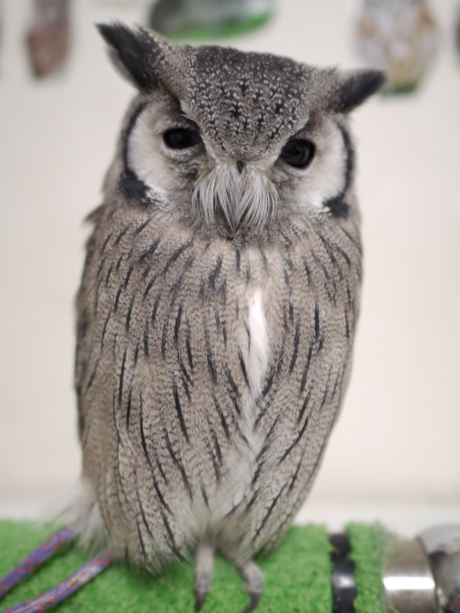 離陸 緊張したら細くなるで有名なアフリカオオコノハズクが死ぬほど可愛いかった ヒゲ生えてる 友達が腕に乗せたらやや痩せた フクロウ Photography 離陸 緊張したら細くなるで有名なアフリカオオコノハズクが死ぬほど可愛いかった ヒゲ生えてる 友達が腕に乗せたらやや痩せた フクロウ Photography