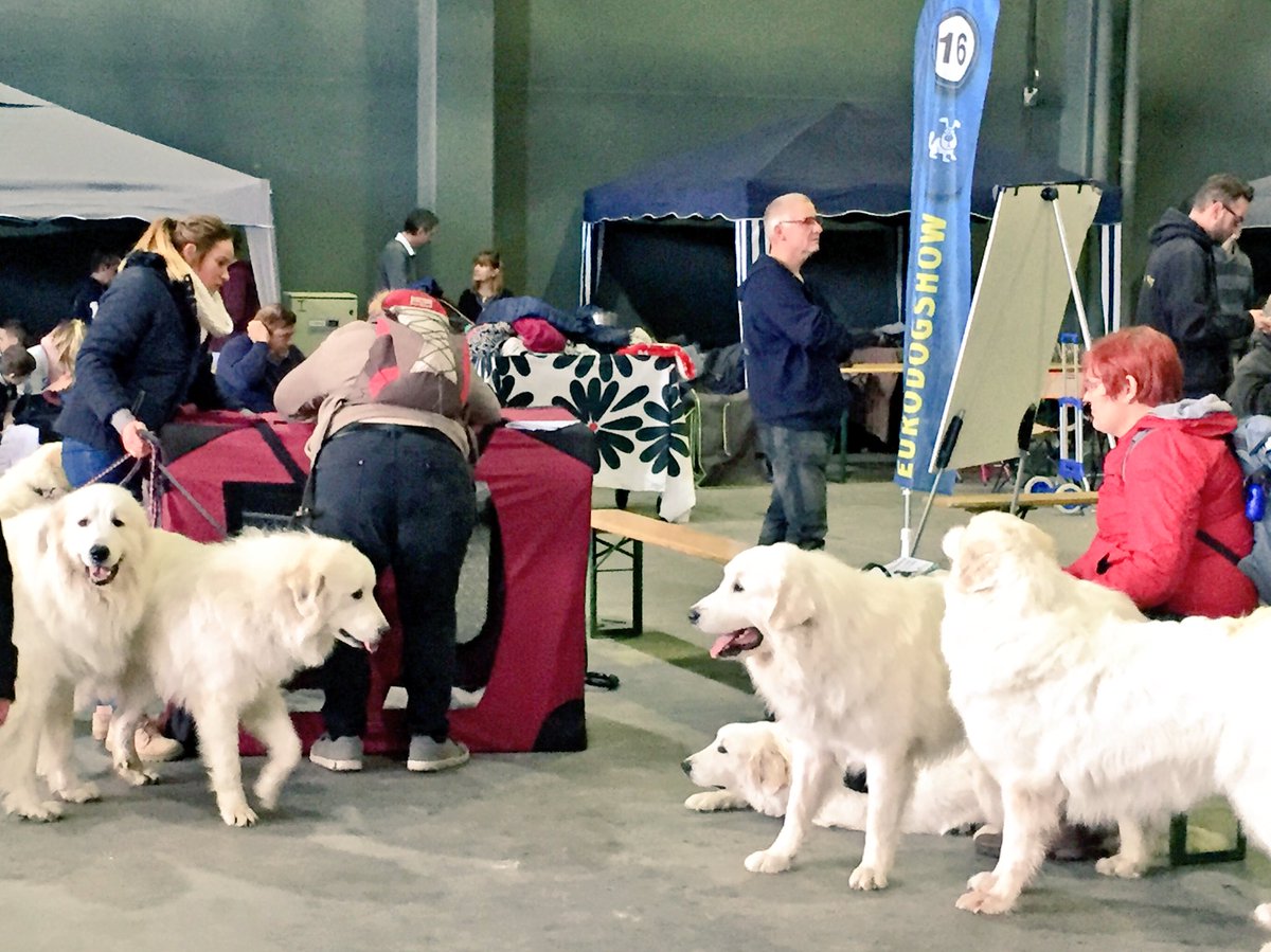 Choosing the most beautiful one- difficult task for the judges today <a href="/EurodogshowK/">Eurodogshow Kortrijk</a> Good Luck to all! #dogs #breeds #competition