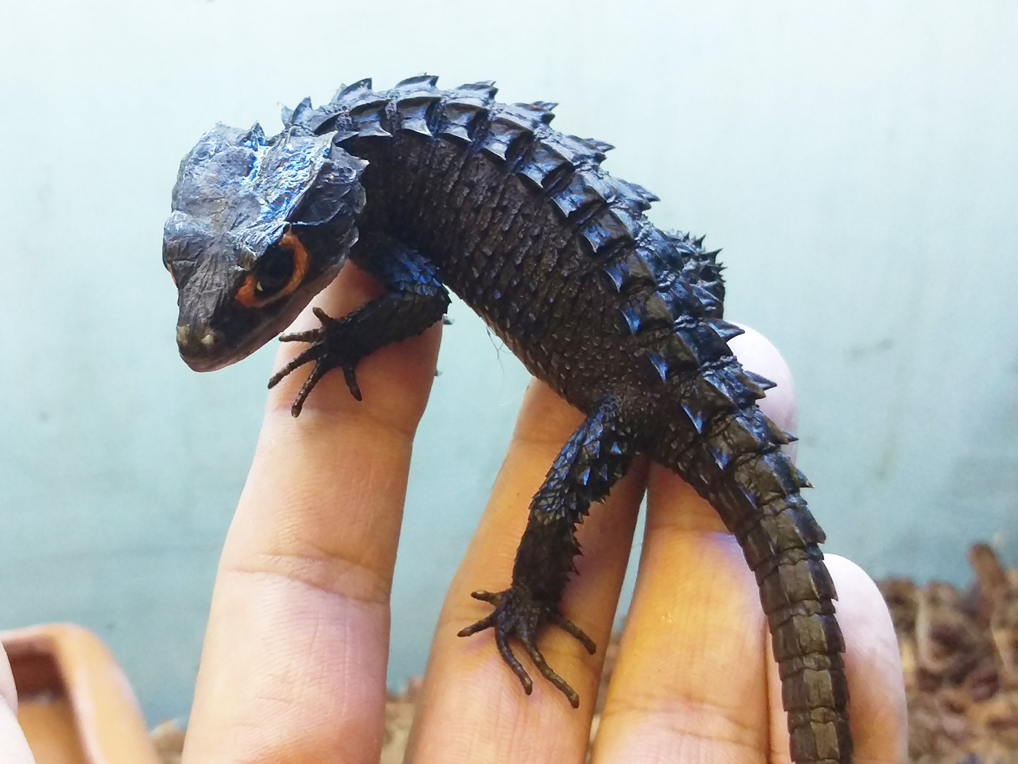 تويتر 大山竜 على تويتر アカメカブトトカゲ T Co Bgeifrvh