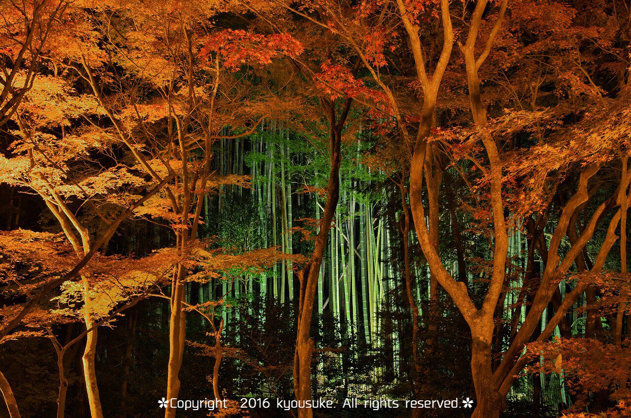 ふぁぼぴく きょうすけ 石山寺 紅葉ライトアップ 紅葉ライトアップ 今年はもう石山寺だけでお腹いっぱいーな感じです 写真好きな人と繋がりたい T Co Aisqj9qnvh Twitter