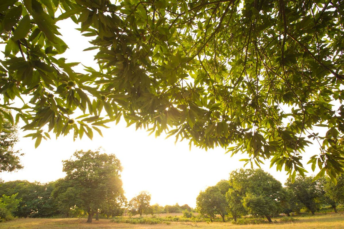 Antonello Colonna tweet media