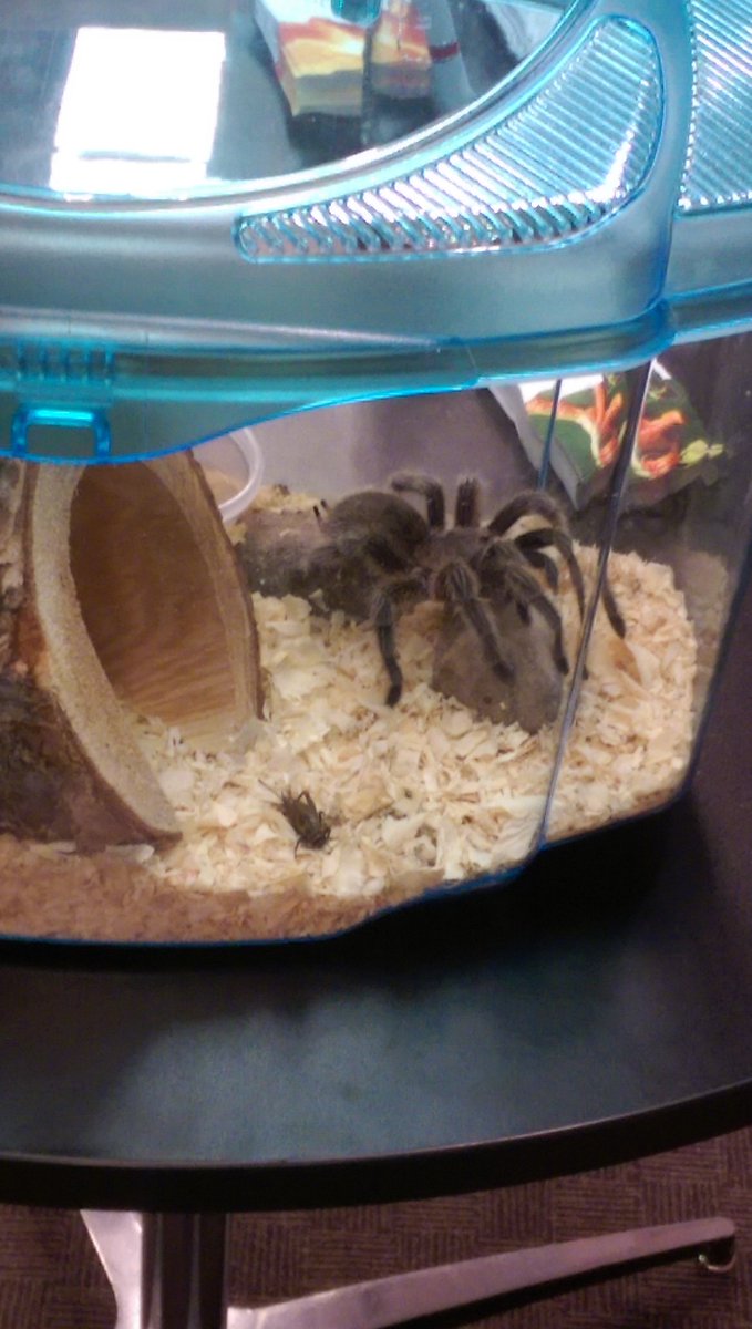 carmenglossop's tweet image. Teresa the Tarantula. She is actually pretty cool. One of the give aways at the Science conference. #start2016 @albertateachers