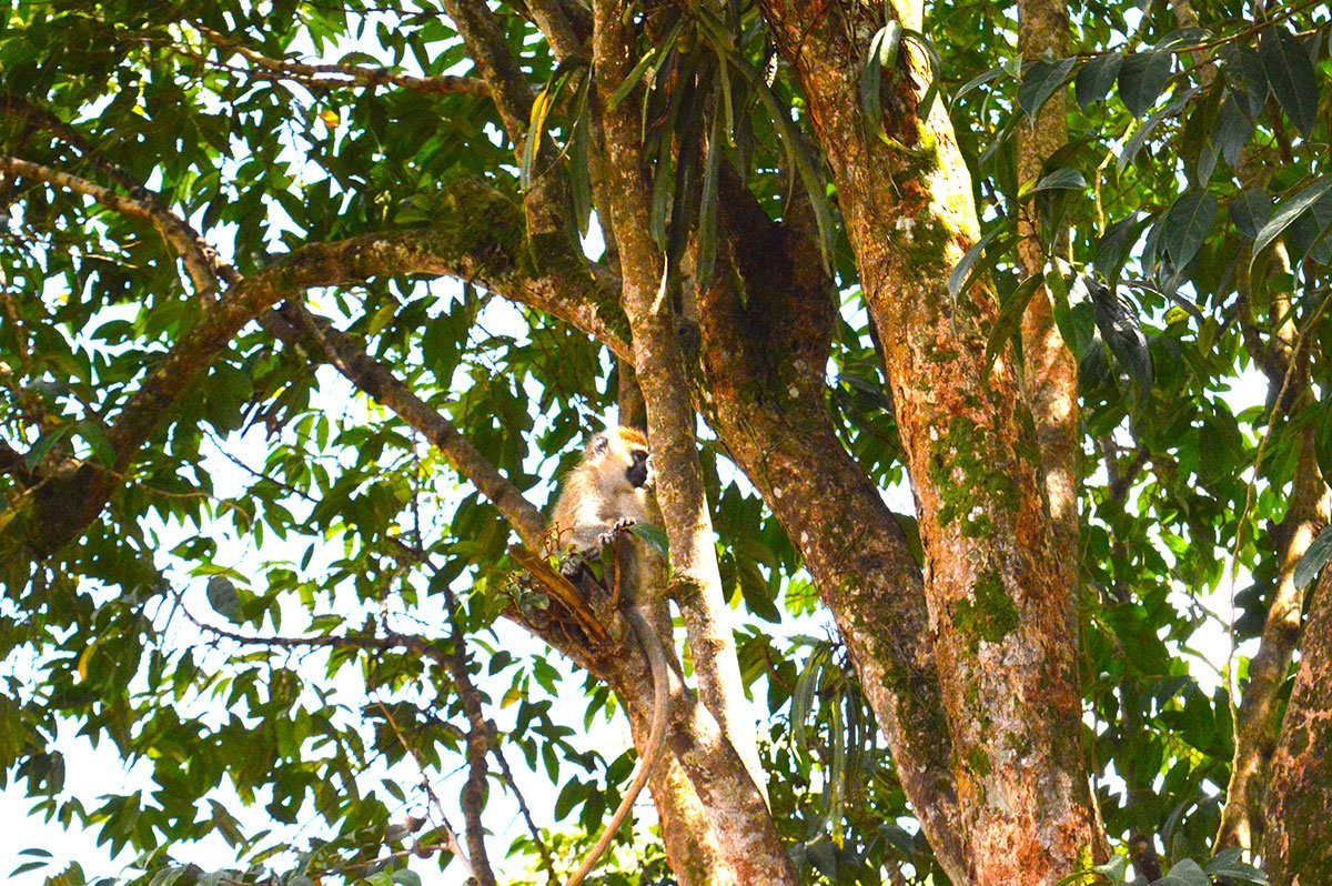 African Birding Expo tweet media