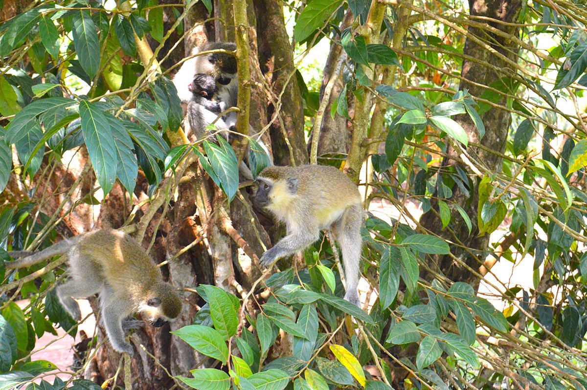 African Birding Expo tweet media