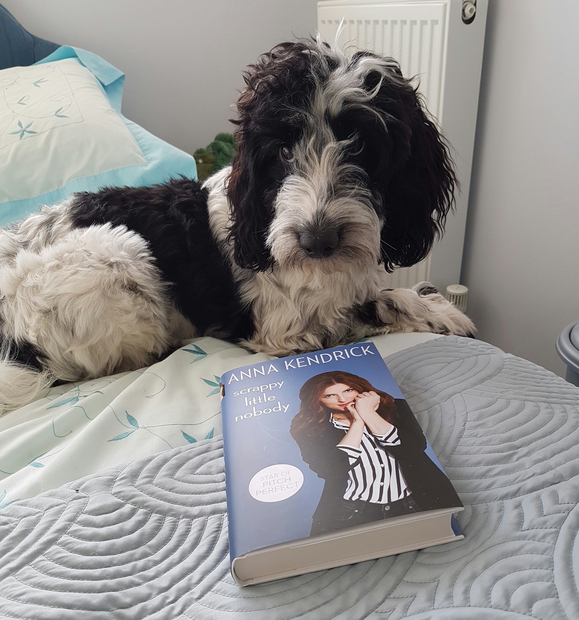 Anna Kendrick on Twitter: "May or may not have written the book solely to  get pics like these. MAKE YOUR PETS LOVE ME!!!! https://t.co/7W8sX0HxYk" /  Twitter