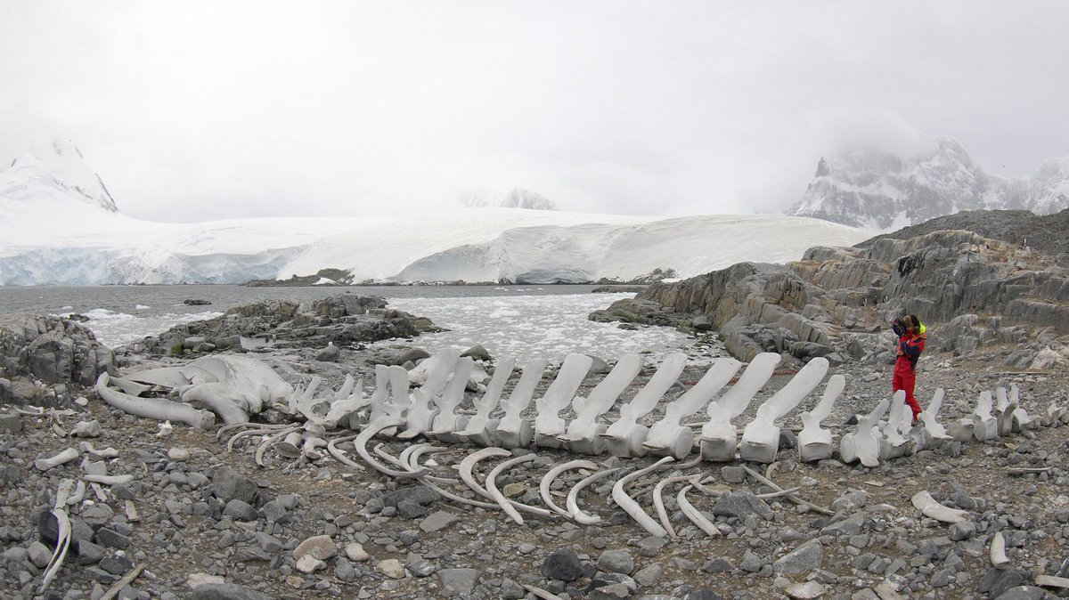 Ha <a href="/leentjetoering/">Leentje Toering</a> en <a href="/BarkEuropa/">Bark EUROPA</a> check ff dereisjournalist.nl/bark-europa-an… !