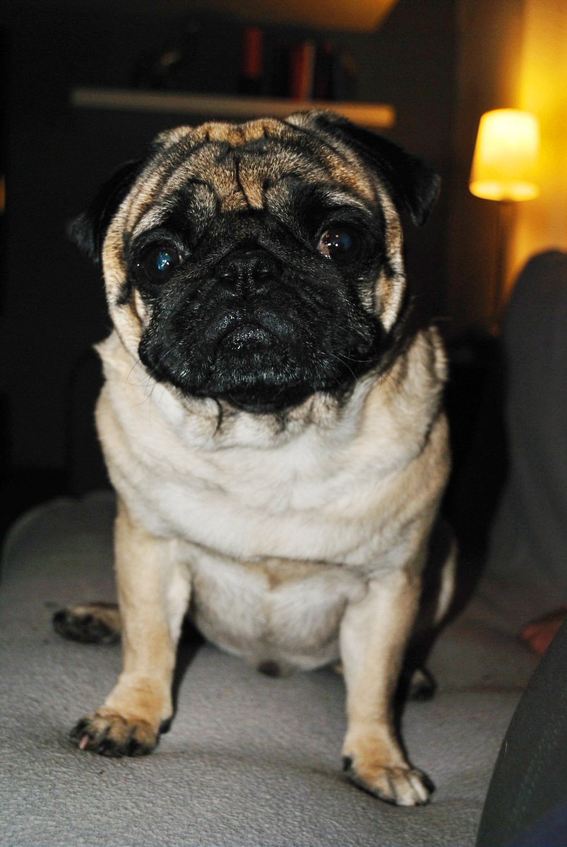 EddieMops's tweet photo. So, Frauchen, jetzt nochmal in Ruhe: WIESO genau haste den anderen Hund nun heute Morgen stundenlang gestreichelt? ;-) #Mops #Pug #Fun https://t.co/Mc17BQYxJt