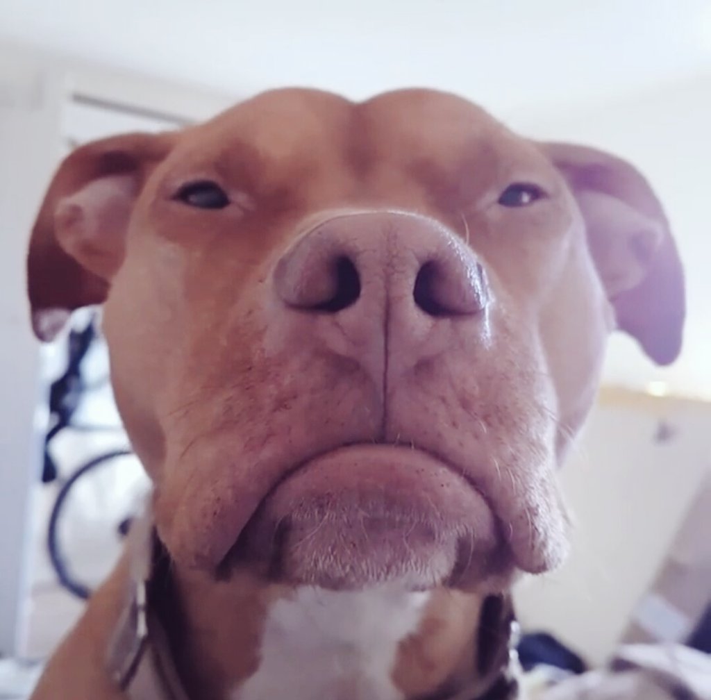 SaveABulls's tweet photo. All dogs have a right to life. Killing dogs based on their looks is unjustified. Thank you to all whom support us. @BVNAPresident https://t.co/WdQ1k5CTjq