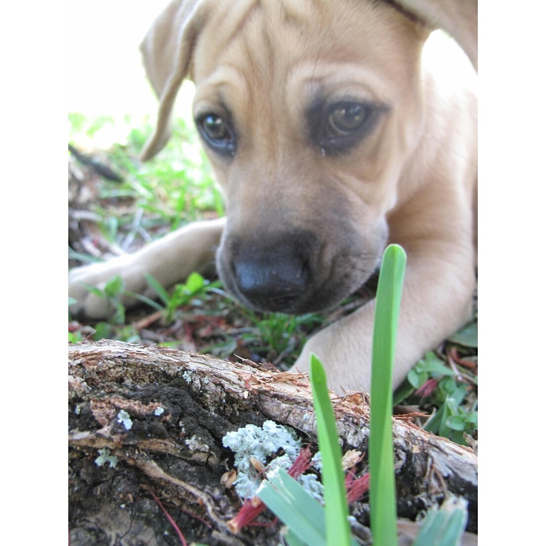 Rangey_Dog's tweet photo. Saturday, I'm looking at you!!! #letsgo #happysaturday #weekend #dogs #dogsoftwitter  #puppy #puppiesoftwitter https://t.co/oCM07fXuAw